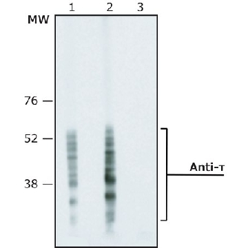 Monoclonal Anti-τ (Tau) antibody produced in mouse，0.2ML，T5530-.2ML，Sigma