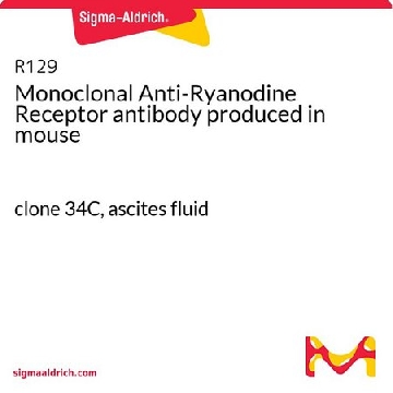 Monoclonal Anti-Ryanodine Receptor antibody produced in mouse，100UL，R129-100UL，Sigma