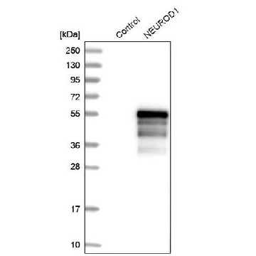 Anti-NEUROD1 antibody produced in rabbit，100UL，HPA003278-100UL，Sigma