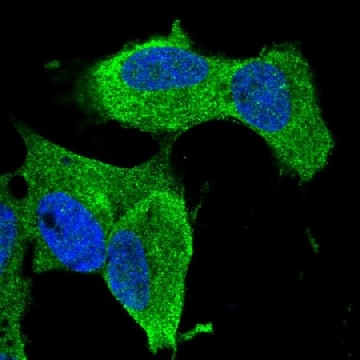 Anti-ZNF117 antibody produced in rabbit，100UL，HPA031148-100UL，Sigma