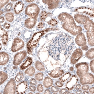 Anti-EMX1 antibody produced in rabbit，100UL，HPA006421-100UL，Sigma