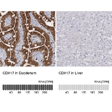 Anti-CDH17 antibody produced in rabbit，100UL，HPA026556-100UL，Sigma