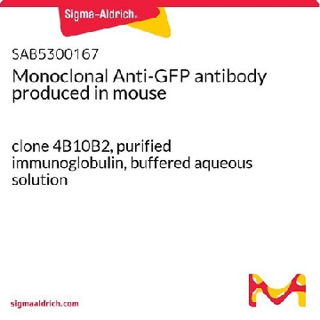 单克隆抗-GFP 小鼠抗，100UL，SAB5300167-100UL，Sigma