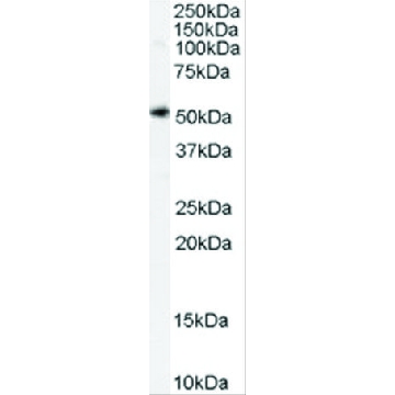 抗-SLC7A11 山羊抗，100UG，SAB2500951-100UG，Sigma