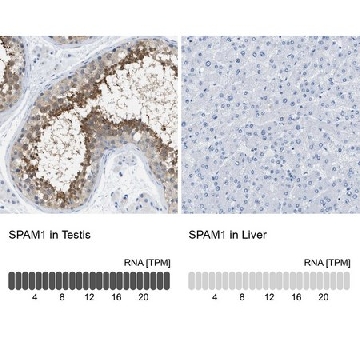 抗-SPAM1 兔抗，100UL，HPA017984-100UL，Sigma