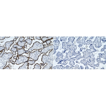 Anti-PD-L1/CD274 Antibody, clone 73-10 ZooMAb® Rabbit Monoclonal，，ZRB1193-4X25UL，Sigma
