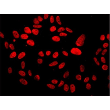 Anti-MDC1 antibody, Mouse monoclonal，100UL，M2444-100UL，Sigma