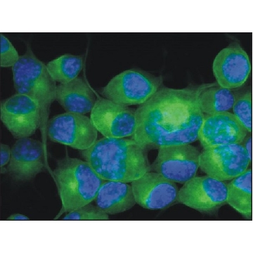 Monoclonal Anti-TUBB3 antibody produced in mouse，100UG，SAB4700544-100UG，Sigma