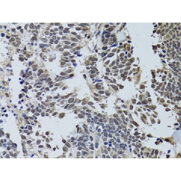 Anti-LKB1 antibody produced in rabbit，100UL，SAB5700771-100UL，Sigma