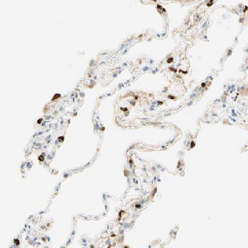 抗-CD63 兔抗，100UL，HPA010088-100UL，Sigma