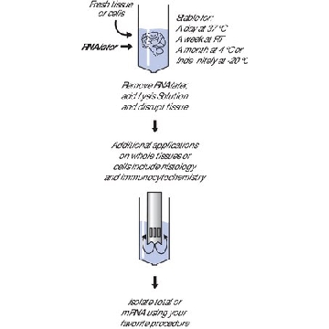 RNAlater®，500ML，R0901-500ML，Sigma