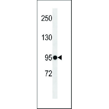 ANTI-ELFN1(C-TERMINAL) antibody produced in rabbit，400UL，SAB1305830-400UL，Sigma