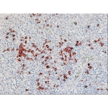 Anti-Human Lambda Light Chains (Bound and Free)−Peroxidase antibody produced in goat，1ML，A5175-1ML，Sigma
