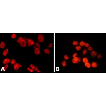 Anti-PSPC1 antibody, Mouse monoclonal，200UL，SAB4200503-200UL，Sigma