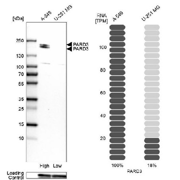 Anti-PARD3 antibody produced in rabbit，100UL，HPA030443-100UL，Sigma