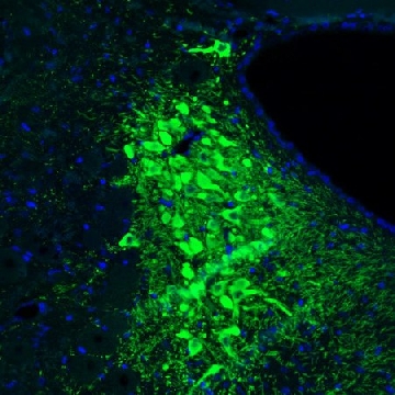 Monoclonal Anti-TH antibody produced in mouse，100UL，AMAB91112-100UL，Sigma
