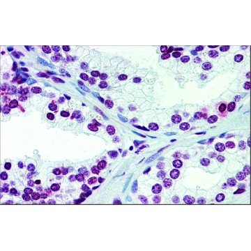 抗-ARID5A (ab2) 兔抗，100UL，SAB2100148-100UL，Sigma