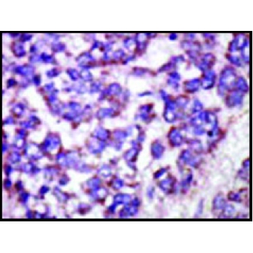 Anti-LATS1 (N-term) antibody produced in rabbit，100UG，SAB1300096-100UG，Sigma