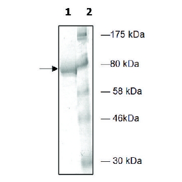 PDE4D2 active human，5UG，SRP0432-5UG，Sigma