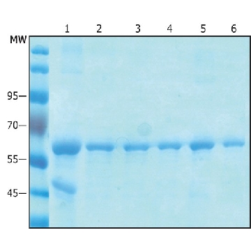 Anti-C-Myc Magnetic Beads，1ML，SAE0201-1ML，Sigma