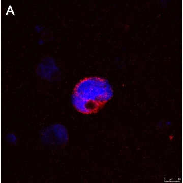 Anti-IFNγ Antibody, clone 5K15 ZooMAb® Rabbit Monoclonal，25UL，ZRB1620-25UL，Sigma