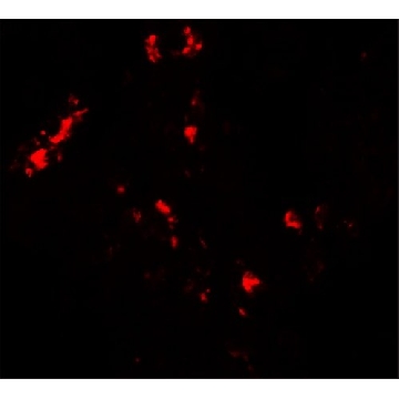 Anti-CMPK2 antibody produced in rabbit，100UG，SAB3500816-100UG，Sigma
