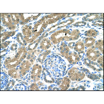 Anti-SLC16A8 antibody produced in rabbit，100UL，AV43935-100UL，Sigma