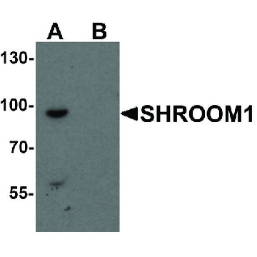 Anti-SHROOM1 antibody produced in rabbit，100UG，SAB3500784-100UG，Sigma