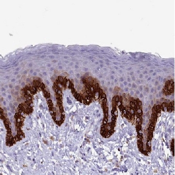 Anti-RAC1 antibody produced in rabbit，100UL，HPA047820-100UL，Sigma