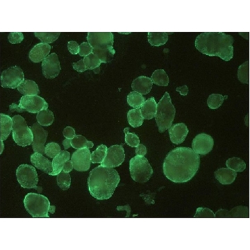 Monoclonal Anti-HSV1 + HSV2 gB antibody produced in mouse，100UG，SAB4700766-100UG，Sigma