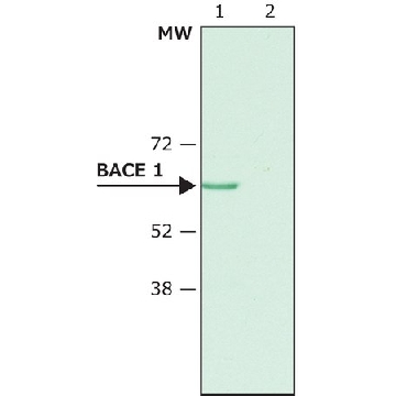 Anti-BACE 1, N-Terminus (46-62) antibody produced in rabbit，0.2ML，B0681-.2ML，Sigma