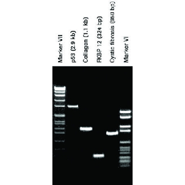 Pwo DNA 聚合酶，500UNITS，11644955001，Roche