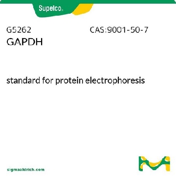 GAPDH，1VIAL，G5262-1VL，Supelco