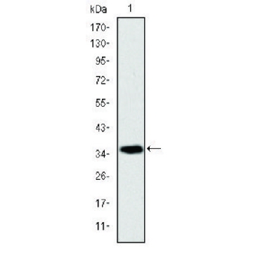 Monoclonal Anti-AIFM1 antibody produced in mouse，100UL，SAB5300151-100UL，Sigma