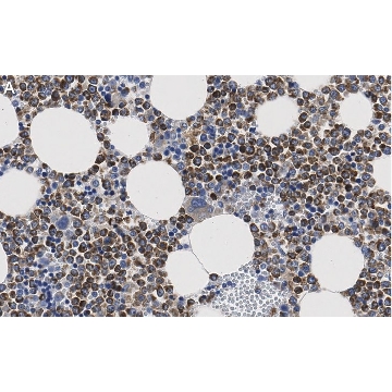Anti-CD63 Antibody, clone 3H6 ZooMAb® Rabbit Monoclonal，25UL，ZRB1864-25UL，Sigma