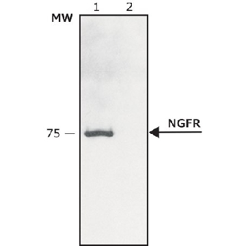 Anti-Nerve Growth Factor Receptor (NGFR p75) antibody produced in rabbit，0.2ML，N3908-.2ML，Sigma