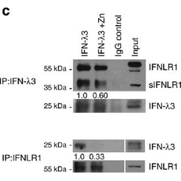 Anti-IFNLR1 antibody produced in rabbit，100UL，HPA017319-100UL，Sigma
