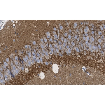 Anti-SV2A Antibody, clone 1I4 ZooMAb® Rabbit Monoclonal，25UL，ZRB1720-25UL，Sigma