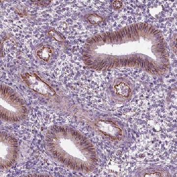 Anti-ACER3 antibody produced in rabbit，100UL，HPA070087-100UL，Sigma