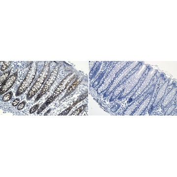 Anti-FAM72 Antibody, clone 1K2 ZooMAb® Rabbit Monoclonal，25UL，ZRB2496-25UL，Sigma