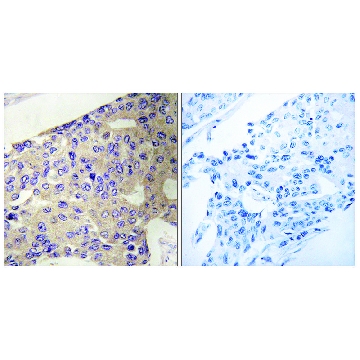 Anti-PEX10 antibody produced in rabbit，100UG，SAB4502175-100UG，Sigma