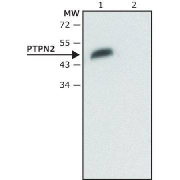 Anti-PTPN2 antibody produced in rabbit，200UL，SAB4200249-200UL，Sigma