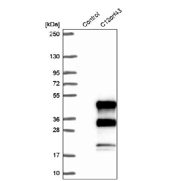 抗-C12orf43 兔抗，100UL，HPA046148-100UL，Sigma