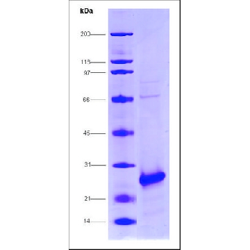 HCV-NS4A/NS3-1a Protease, strain H77 from hepatitis C virus，10UG，SRP2153-10UG，Sigma