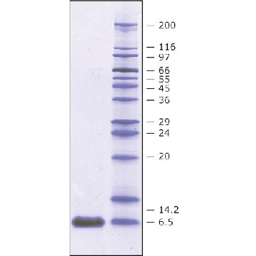 Aprotinin Nicotiana tobacco, >= 5TIU/mg protein, >= 98 % SDS-PAGE | 9087-70-1，1MG，A6103-1MG，Sigma