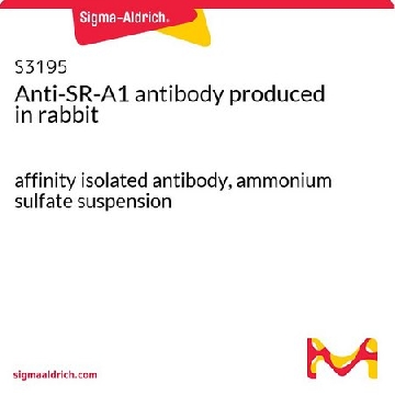 Anti-SR-A1 antibody produced in rabbit，100UG，S3195-100UG，Sigma