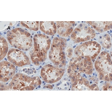 Anti-Bax Antibody, clone 1C7, ZooMAb® Rabbit Monoclonal，4X25UL，ZRB1103-4X25UL，Sigma