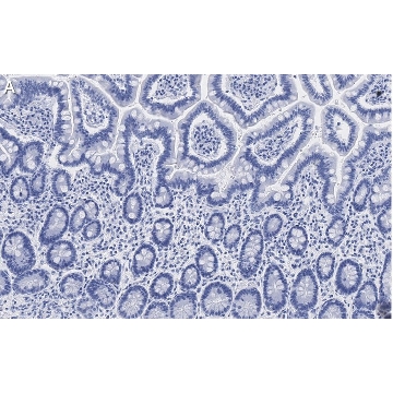 Anti-Gab1 Antibody, clone 4B20, ZooMAb® Rabbit Monoclonal，25UL，ZRB1348-25UL，Sigma