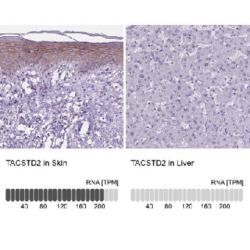 Anti-TACSTD2 antibody produced in rabbit，100UL，HPA055067-100UL，Sigma