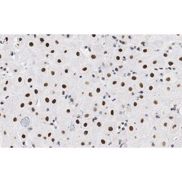 Anti-BMI-1 Antibody, clone F6 ZooMAb® Mouse Monoclonal，25UL，ZMS05637-25UL，Sigma